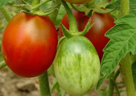 可以快速检测农残的仪器有哪些？