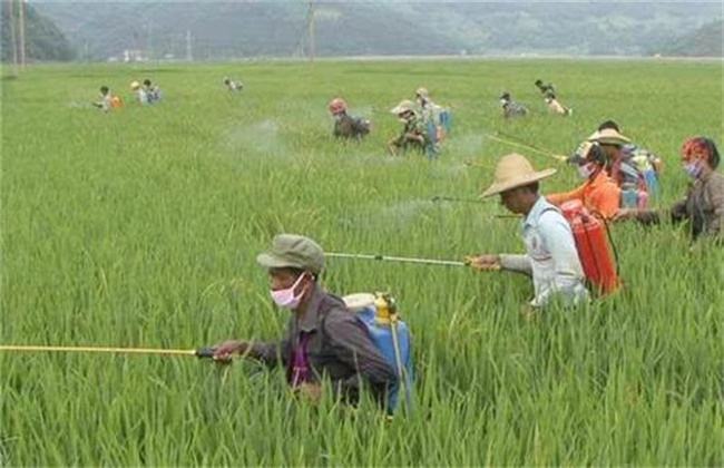 为什么要使用农药残留速测仪？