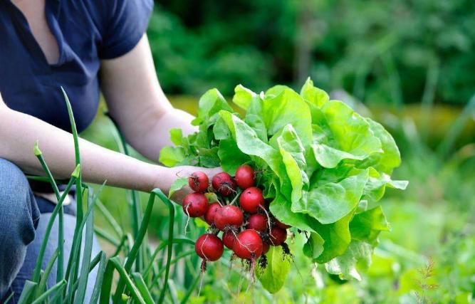 农药残留速测仪阻止问题蔬菜“入市”