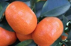 果蔬农药残留检测仪为保障食品安全“筑起高墙