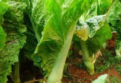 农药残留速测仪深受消费者青睐！