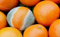 食品快检仪器提高食品监管效率