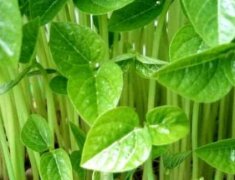 食品安全检测仪成为农产品安全“守护者”