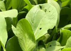 果蔬农残检测仪保障农产品质量