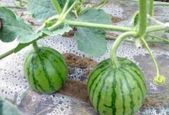 蔬菜品质保证需要农残快速检测仪