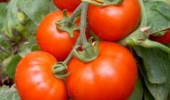 农残快速检测仪提高农产品检测效率