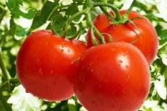 果蔬农残速测仪定性检测农残超标问题