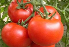 蔬菜生产基地为什么引进农残速测仪？