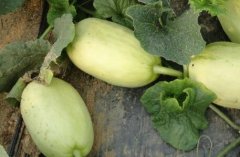 食品安全测定仪能彻底解决各种食品问题吗？