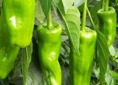 农药残留速测仪增强消费者的购买农产品信心