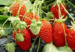 草莓农残高，不可以吃了吗？