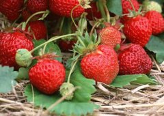 多功能食品安全检测仪从源头控制问题食品