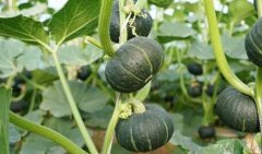 食品快检仪器提高食品检测效率