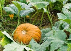 山东云唐农药残留速测仪器经久耐用