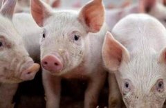 兽药残留检测仪保障肉类食品安全