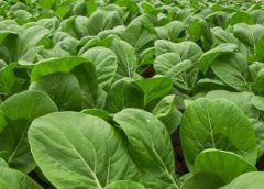 农药残留速测仪提高反季蔬菜检测效率