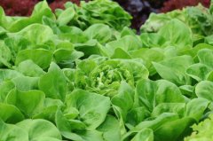 食品安全速测仪相比传统检测方式有何优势？