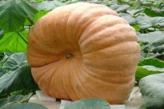 农残仪防止消费者买到“漏网”农产品