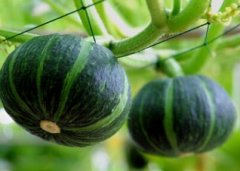 食品安全速测仪避免农残、兽残超标问题。 