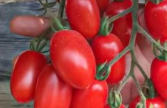 农药残留速测仪比农残检测卡更精准