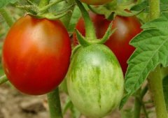 不能完全取代，如何避免农药残留超标？