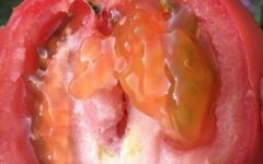 农产品安全检测为何需要农残速测仪？