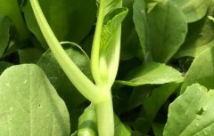 农残抑制率多少的果蔬可以放心食用？