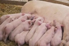 兽药残留速测仪比实验室检测更有性价比？