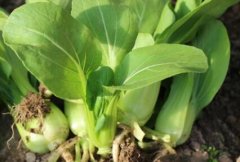 农残快速检测仪为消费者果蔬安全提供保障