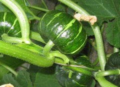 农药残留速测仪能降低农残超标概率吗？