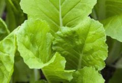 防控作物病虫害，可以不用农药吗？