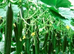 云唐农药残留检测仪，品质更有保障