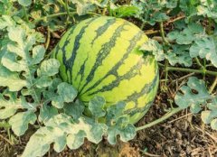 含有农药的果蔬都是有害的吗？