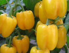 山东云唐生产高性价比食品安全检测仪