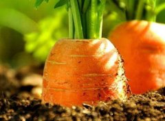 农残检测仪提升果蔬额外附加值