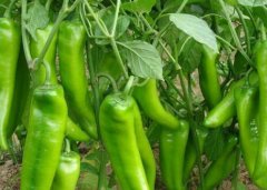 果蔬农残速测仪可以快速检测农残抑制率