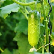 食品安全速测仪操作方法简单易学