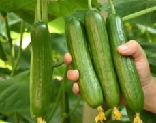 蔬菜批发中心有必要配备果蔬农残速测仪